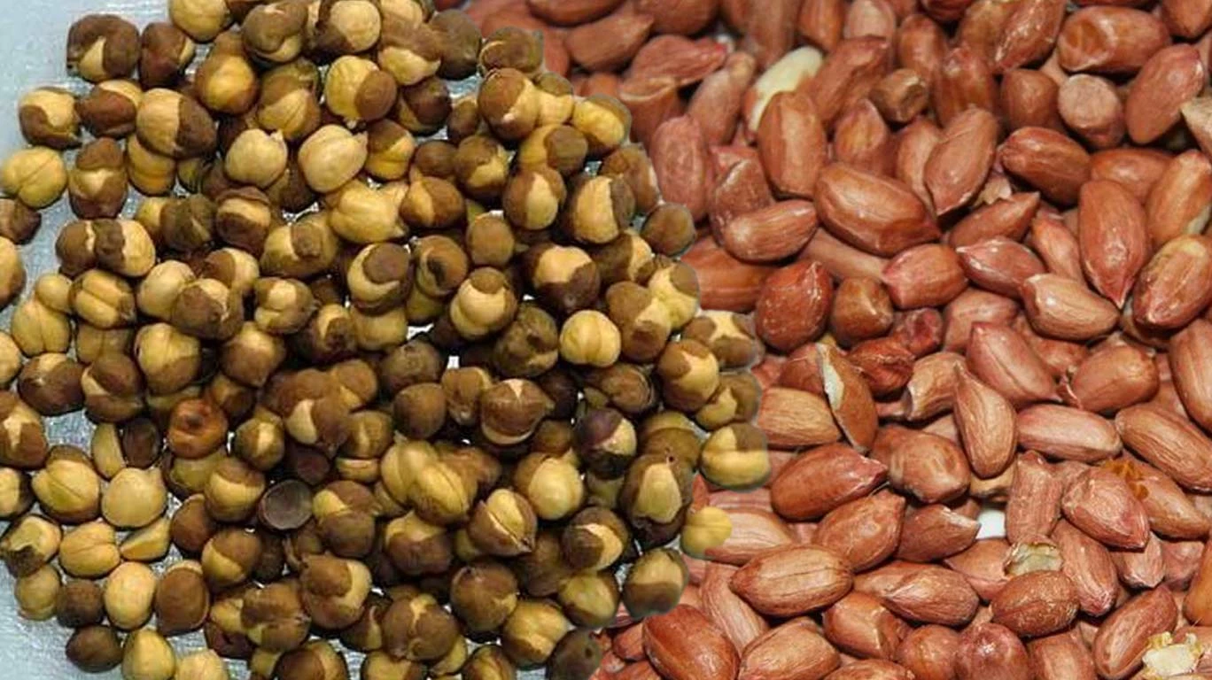 सुगंधी दूध नाहीच, विद्यार्थ्यांना मिळणार चणे-शेंगदाणे